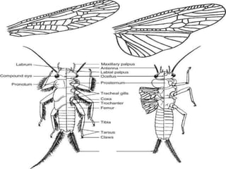 Order Plecoptera & Grylloblattodea | PPTX