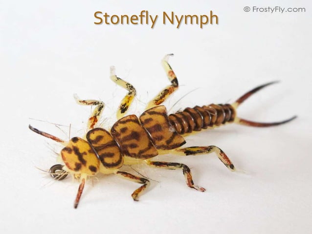 Order Plecoptera & Grylloblattodea