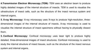 Tem Insect Nuscle Entomology Research.pptx