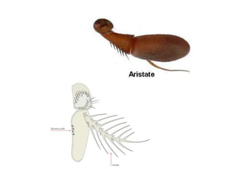 Introductory Entomology (ENT 201) | PPTX