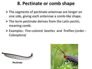 Pectinate Spur Insect Introductory Entomology (ENT 201) | PPTX