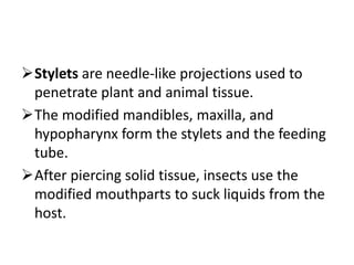 Stylet Insect Introductory Entomology (ENT 201) | PPTX