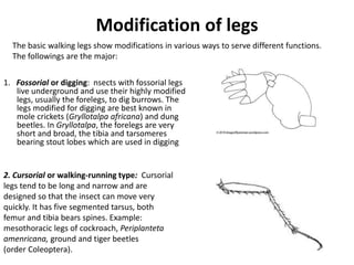 Introductory Entomology (ENT 201) | PPTX