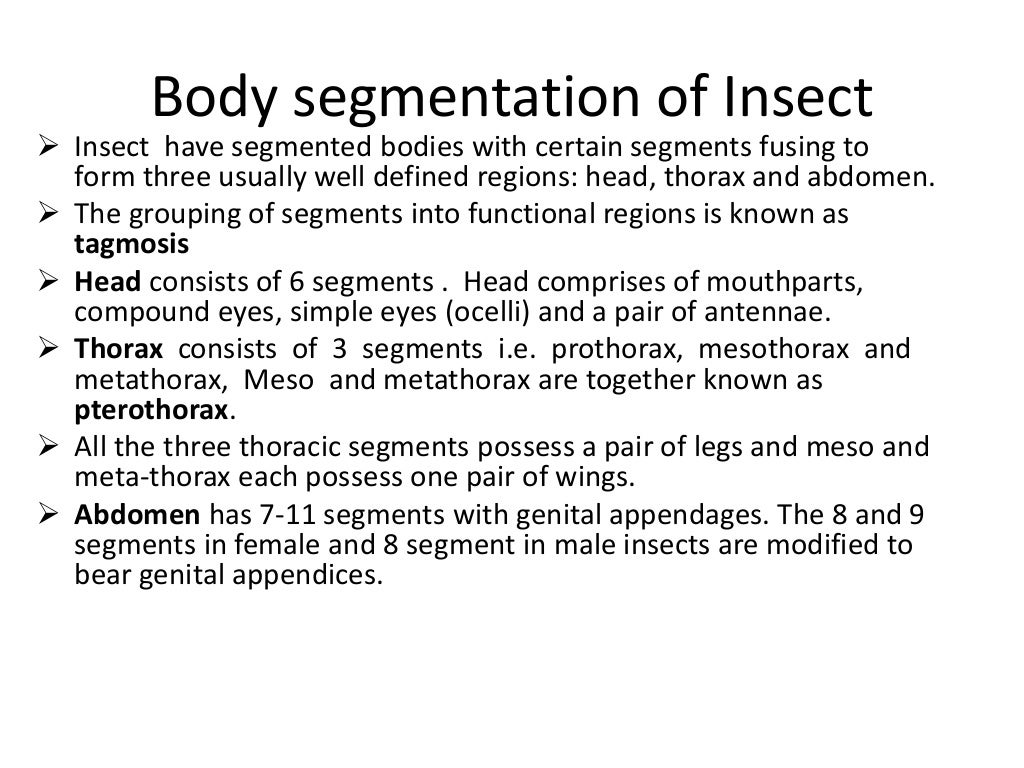 Introductory Entomology Ent 201