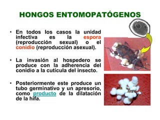 entomopatógnos y bioplaguicidas (2).ppt
