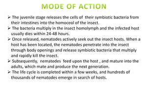  The juvenile stage releases the cells of their symbiotic bacteria from
their intestines into the homoceol of the insect.
 The bacteria multiply in the insect homolymph and the infected host
usually dies within 24-48 hours.
 Once released, nematodes actively seek out the insect hosts. When a
host has been located, the nematodes penetrate into the insect
through body openings and release symbiotic bacteria that multiply
and rapidly kill the insect.
 Subsequently, nematodes feed upon the host , and mature into the
adults, which mate and produce the next generation.
 The life cycle is completed within a few weeks, and hundreds of
thousands of nematodes emerge in search of hosts.
 