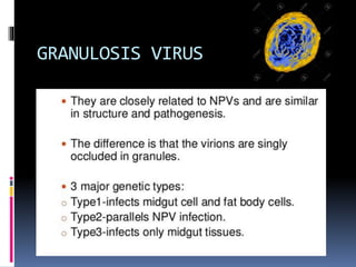 GRANULOSIS VIRUS
 