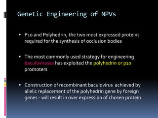 Genetic Engineering of NPVs
 P10 and Polyhedrin, the two most expressed proteins
required for the synthesis of occlusion bodies
 The most commonly used strategy for engineering
baculoviruses has exploited the polyhedrin or p10
promoters
 Construction of recombinant baculovirus achieved by
allelic replacement of the polyhedrin gene by foreign
genes - will result in over expression of chosen protein
 