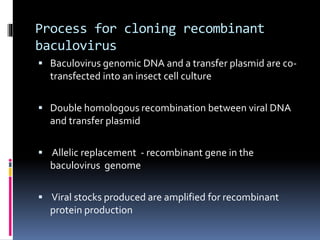 Process for cloning recombinant
baculovirus
 Baculovirus genomic DNA and a transfer plasmid are co-
transfected into an insect cell culture
 Double homologous recombination between viral DNA
and transfer plasmid
 Allelic replacement - recombinant gene in the
baculovirus genome
 Viral stocks produced are amplified for recombinant
protein production
 