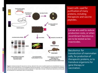 Baculovirus for
transduction of mammalian
cells, for production of
therapeutic proteins, or to
transduce organisms for
gene therapy or
vaccination.
Larvae are used to reduce
production costs, or when
recombinant baculovirus
are to be tested as bio
insecticides.
Insect cells used for
purification of many
proteins, including
therapeutic and vaccine
peptides.
 