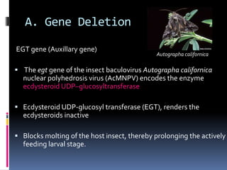 A. Gene Deletion
EGT gene (Auxillary gene)
 The egt gene of the insect baculovirus Autographa californica
nuclear polyhedrosis virus (AcMNPV) encodes the enzyme
ecdysteroid UDP–glucosyltransferase
 Ecdysteroid UDP-glucosyl transferase (EGT), renders the
ecdysteroids inactive
 Blocks molting of the host insect, thereby prolonging the actively
feeding larval stage.
Autographa californica
 