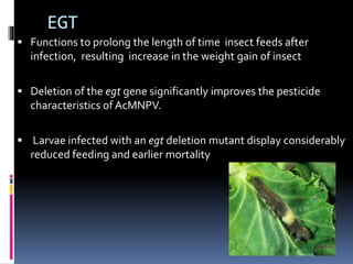EGT
 Functions to prolong the length of time insect feeds after
infection, resulting increase in the weight gain of insect
 Deletion of the egt gene significantly improves the pesticide
characteristics of AcMNPV.
 Larvae infected with an egt deletion mutant display considerably
reduced feeding and earlier mortality
 