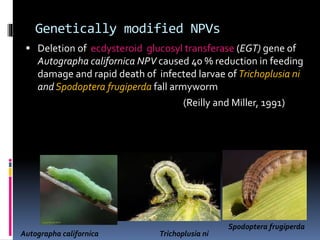 Genetically modified NPVs
 Deletion of ecdysteroid glucosyl transferase (EGT) gene of
Autographa californica NPV caused 40 % reduction in feeding
damage and rapid death of infected larvae of Trichoplusia ni
and Spodoptera frugiperda fall armyworm
(Reilly and Miller, 1991)
Spodoptera frugiperda
Autographa californica Trichoplusia ni
 