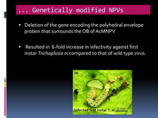 ... Genetically modified NPVs
 Deletion of the gene encoding the polyhedral envelope
protein that surrounds the OB of AcMNPV
 Resulted in 6-fold increase in infectivity against first
instar Trichoplusia ni compared to that of wild type virus.
Infected first instar T. ni
 