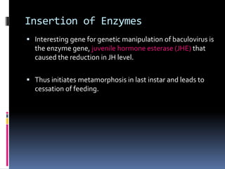 Insertion of Enzymes
 Interesting gene for genetic manipulation of baculovirus is
the enzyme gene, juvenile hormone esterase (JHE) that
caused the reduction in JH level.
 Thus initiates metamorphosis in last instar and leads to
cessation of feeding.
 