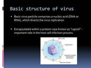 Basic structure of virus
 Basic virus particle comprises a nucleic acid (DNA or
RNA), which directs the virus replication
 Encapsulated within a protein case known as “capsid” -
important role in the host cell infection process.
 