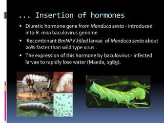 ... Insertion of hormones
 Diuretic hormone gene from Manduca sexta - introduced
into B. mori baculovirus genome
 Recombinant BmNPV killed larvae of Manduca sexta about
20% faster than wild type virus .
 The expression of this hormone by baculovirus - infected
larvae to rapidly lose water (Maeda, 1989).
 