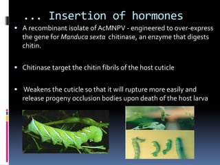 ... Insertion of hormones
 A recombinant isolate of AcMNPV - engineered to over-express
the gene for Manduca sexta chitinase, an enzyme that digests
chitin.
 Chitinase target the chitin fibrils of the host cuticle
 Weakens the cuticle so that it will rupture more easily and
release progeny occlusion bodies upon death of the host larva
 