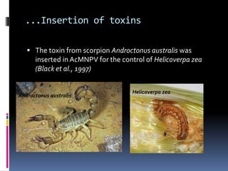  The toxin from scorpion Androctonus australis was
inserted in AcMNPV for the control of Helicoverpa zea
(Black et al., 1997)
Androctonus australis
Helicoverpa zea
...Insertion of toxins
 