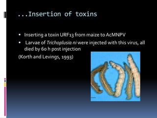 ...Insertion of toxins
 Inserting a toxin URF13 from maize to AcMNPV
 Larvae of Trichoplusia ni were injected with this virus, all
died by 60 h post injection
(Korth and Levings, 1993)
 
