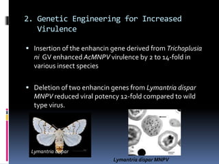 2. Genetic Engineering for Increased
Virulence
 Insertion of the enhancin gene derived from Trichoplusia
ni GV enhanced AcMNPV virulence by 2 to 14-fold in
various insect species
 Deletion of two enhancin genes from Lymantria dispar
MNPV reduced viral potency 12-fold compared to wild
type virus.
Lymantria dispar
Lymantria dispar MNPV
 