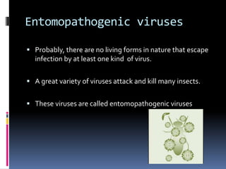 Entomopathogenic viruses
 Probably, there are no living forms in nature that escape
infection by at least one kind of virus.
 A great variety of viruses attack and kill many insects.
 These viruses are called entomopathogenic viruses
 