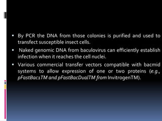  By PCR the DNA from those colonies is purified and used to
transfect susceptible insect cells.
 Naked genomic DNA from baculovirus can efficiently establish
infection when it reaches the cell nuclei.
 Various commercial transfer vectors compatible with bacmid
systems to allow expression of one or two proteins (e.g.,
pFastBac1TM and pFastBacDualTM from InvitrogenTM).
 