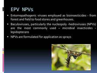 EPV NPVs
 Entomopathogenic viruses employed as bioinsecticides - from
forest and field to food stores and greenhouses.
 Baculoviruses, particularly the nucleopoly -hedroviruses (NPVs)
are the most commonly used – microbial insecticides -
lepidopterans
 NPVs are formulated for application as sprays
 