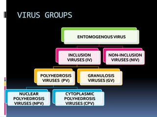VIRUS GROUPS
ENTOMOGENOUSVIRUS
INCLUSION
VIRUSES (IV)
POLYHEDROSIS
VIRUSES (PV)
NUCLEAR
POLYHEDROSIS
VIRUSES (NPV)
CYTOPLASMIC
POLYHEDROSIS
VIRUSES (CPV)
GRANULOSIS
VIRUSES (GV)
NON-INCLUSION
VIRUSES (NIV)
 