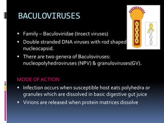 BACULOVIRUSES
 Family – Baculoviridae (Insect viruses)
 Double stranded DNA viruses with rod shaped
nucleocapsid.
 There are two genera of Baculoviruses:
nucleopolyhedroviruses (NPV) & granuloviruses(GV).
MODE OF ACTION
 Infection occurs when susceptible host eats polyhedra or
granules which are dissolved in basic digestive gut juice
 Virions are released when protein matrices dissolve
 