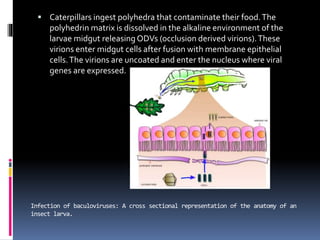 Infection of baculoviruses: A cross sectional representation of the anatomy of an
insect larva.
 Caterpillars ingest polyhedra that contaminate their food.The
polyhedrin matrix is dissolved in the alkaline environment of the
larvae midgut releasing ODVs (occlusion derived virions).These
virions enter midgut cells after fusion with membrane epithelial
cells.The virions are uncoated and enter the nucleus where viral
genes are expressed.
 