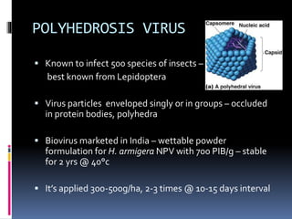 POLYHEDROSIS VIRUS
 Known to infect 500 species of insects –
best known from Lepidoptera
 Virus particles enveloped singly or in groups – occluded
in protein bodies, polyhedra
 Biovirus marketed in India – wettable powder
formulation for H. armigera NPV with 700 PIB/g – stable
for 2 yrs @ 40°c
 It’s applied 300-500g/ha, 2-3 times @ 10-15 days interval
 