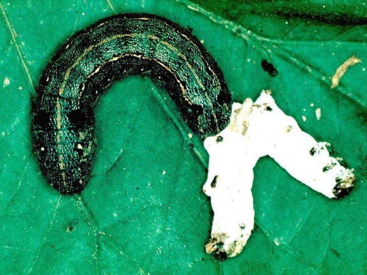 Resultado de imagen para virus entomopatogenos