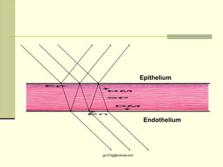 Epithelium




                       Endothelium




gs101lg@hotmail.com
 