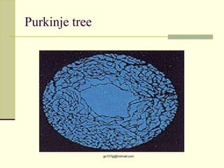 Purkinje tree




                gs101lg@hotmail.com
 