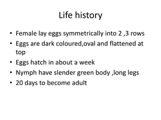 Life history
• Female lay eggs symmetrically into 2 ,3 rows
• Eggs are dark coloured,oval and flattened at
top
• Eggs hatch in about a week
• Nymph have slender green body ,long legs
• 20 days to become adult
 