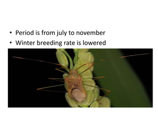• Period is from july to november
• Winter breeding rate is lowered
 