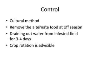 Control
• Cultural method
• Remove the alternate food at off season
• Draining out water from infested field
for 3-4 days
• Crop rotation is advisible
 