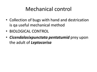 Mechanical control
• Collection of bugs with hand and destrication
is qa useful mechanical method
• BIOLOGICAL CONTROL
• Cicendalasixpunctata pentatumid prey upon
the adult of Leptocorisa
 