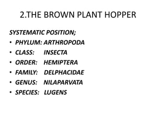 2.THE BROWN PLANT HOPPER
SYSTEMATIC POSITION;
• PHYLUM: ARTHROPODA
• CLASS: INSECTA
• ORDER: HEMIPTERA
• FAMILY: DELPHACIDAE
• GENUS: NILAPARVATA
• SPECIES: LUGENS
 