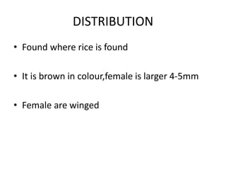 DISTRIBUTION
• Found where rice is found
• It is brown in colour,female is larger 4-5mm
• Female are winged
 