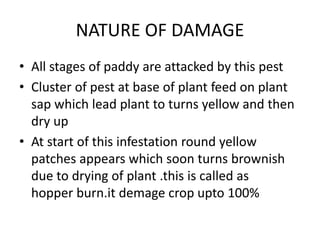 NATURE OF DAMAGE
• All stages of paddy are attacked by this pest
• Cluster of pest at base of plant feed on plant
sap which lead plant to turns yellow and then
dry up
• At start of this infestation round yellow
patches appears which soon turns brownish
due to drying of plant .this is called as
hopper burn.it demage crop upto 100%
 