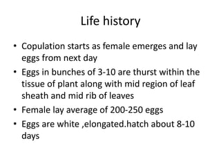Life history
• Copulation starts as female emerges and lay
eggs from next day
• Eggs in bunches of 3-10 are thurst within the
tissue of plant along with mid region of leaf
sheath and mid rib of leaves
• Female lay average of 200-250 eggs
• Eggs are white ,elongated.hatch about 8-10
days
 