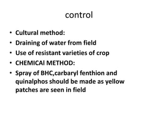 control
• Cultural method:
• Draining of water from field
• Use of resistant varieties of crop
• CHEMICAl METHOD:
• Spray of BHC,carbaryl fenthion and
quinalphos should be made as yellow
patches are seen in field
 