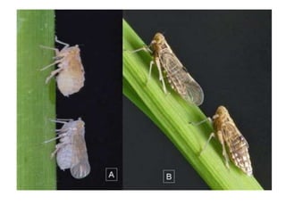 Paddy pest