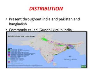 DISTRIBUTION
• Present throughout india and pakistan and
bangladish
• Commonly called Gundhi kira in india
 