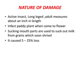 NATURE OF DAMAGE
• Active insect, Long leged ,adult measures
about an inch in length
• Infect paddy plant when come to flower
• Sucking mouth parts are used to suck out milk
from grains which soon shrivel
• It caused 5 – 25% loss
 