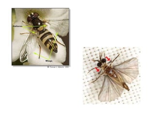 Insect Copulatory Structures Insect wing copulation.pdf