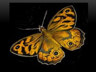 Entomology- insect wing | PPTX