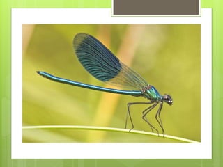 Entomology- insect wing | PPTX